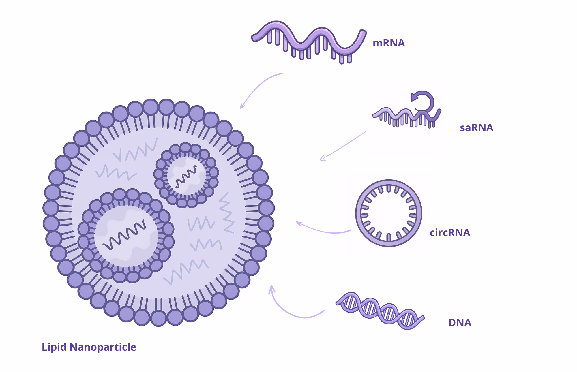 Lipid Nanoparticles for mRNA, circRNA, miRNA and saRNA Delivery