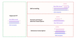 Crystal NAX - Nucleic Acid eXcellence homepage 15 NAX - Crystal Nucleic Acid eXcellence NAX,Crystal NAX dsRNA process formation during in-vitro transcription (IVT).